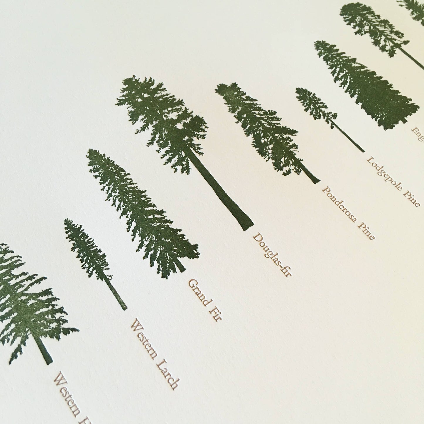 Handcrafted Letterpress Conifer Trees Wall Print - 12" x 18"