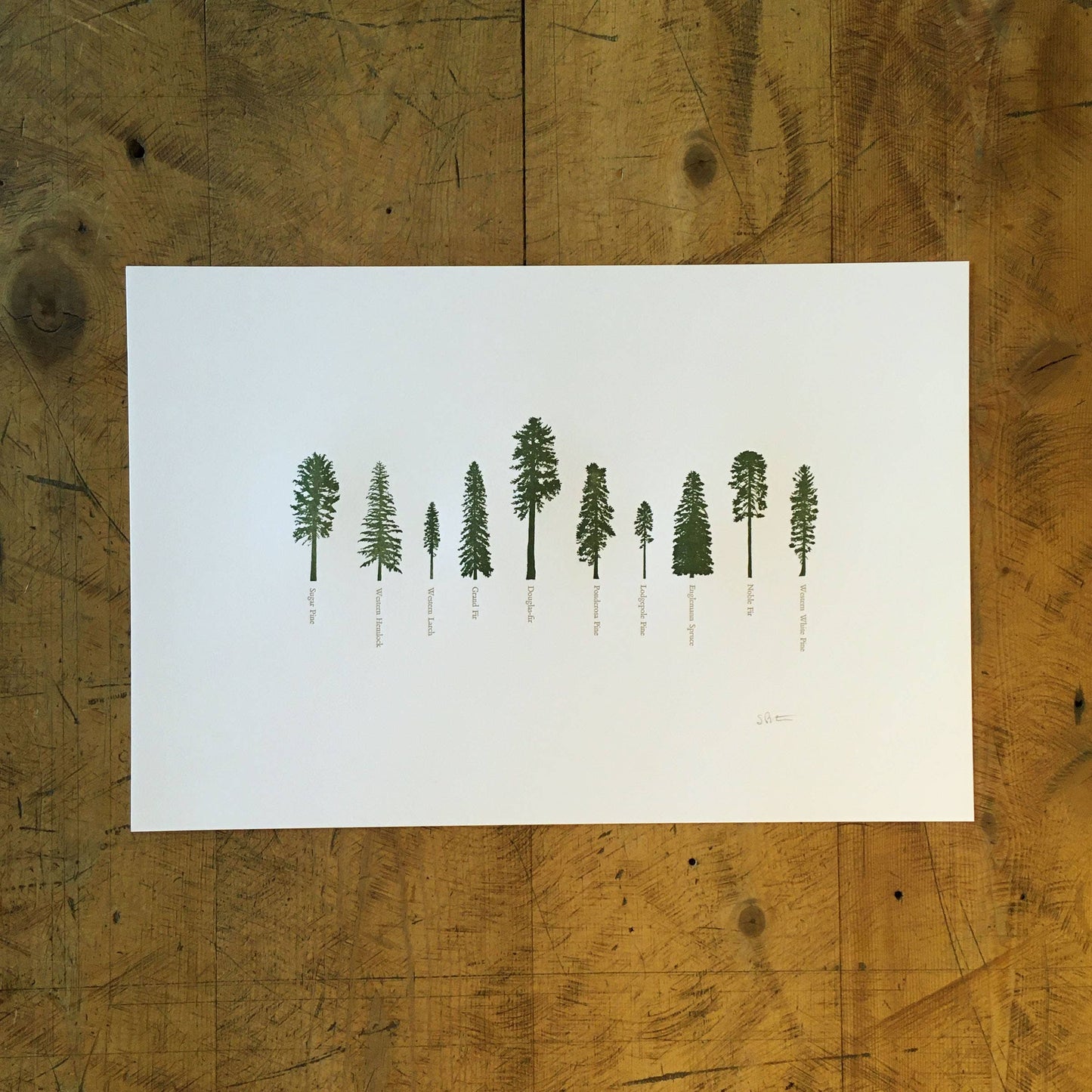 Handcrafted Letterpress Conifer Trees Wall Print - 12" x 18"
